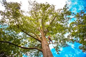 Reliable Warsaw, KY  Tree Services Solutions